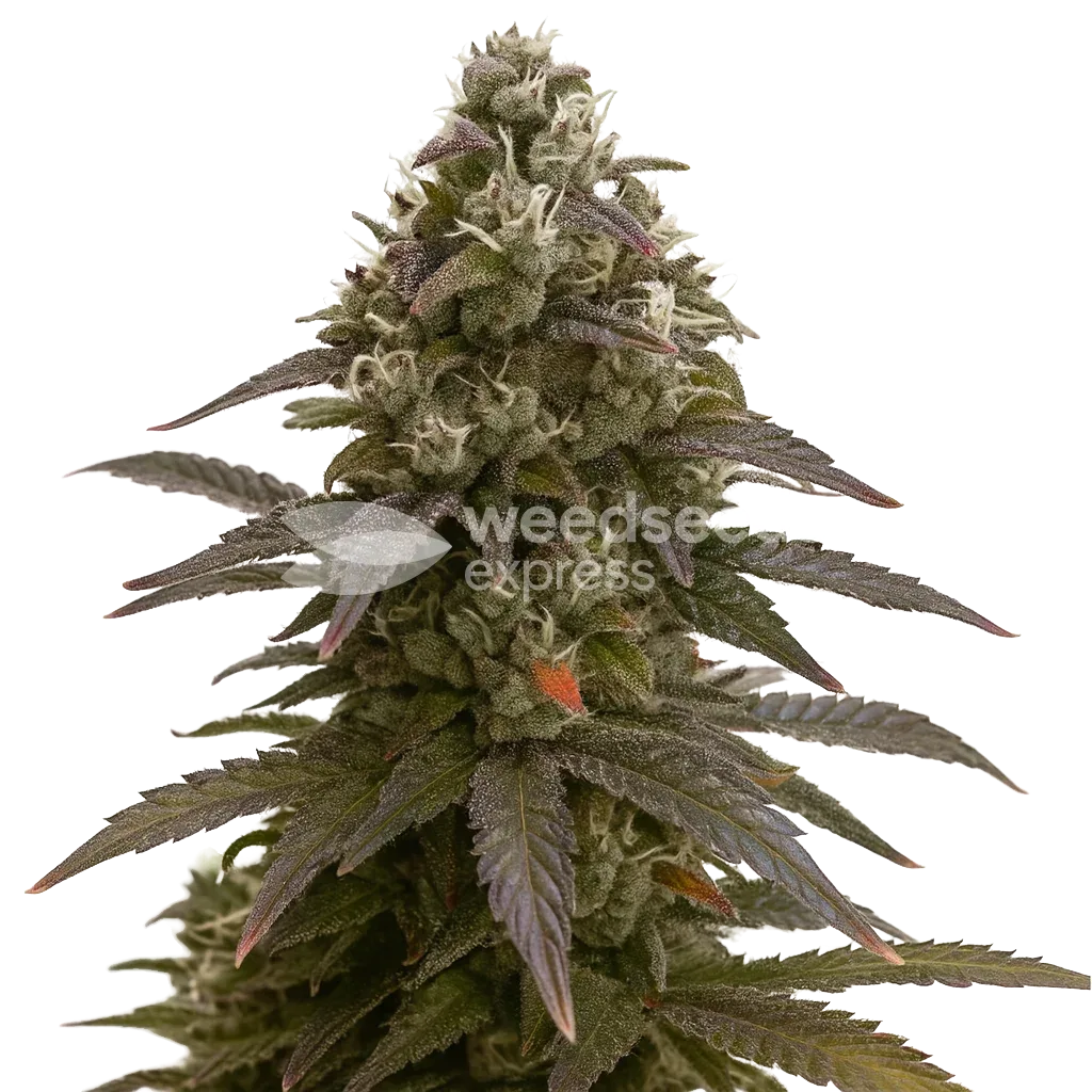 Plante de Mimosa Auto