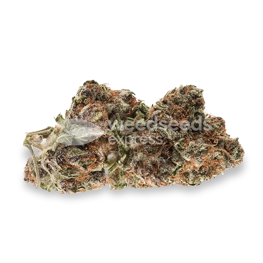 Bud de Mimosa
