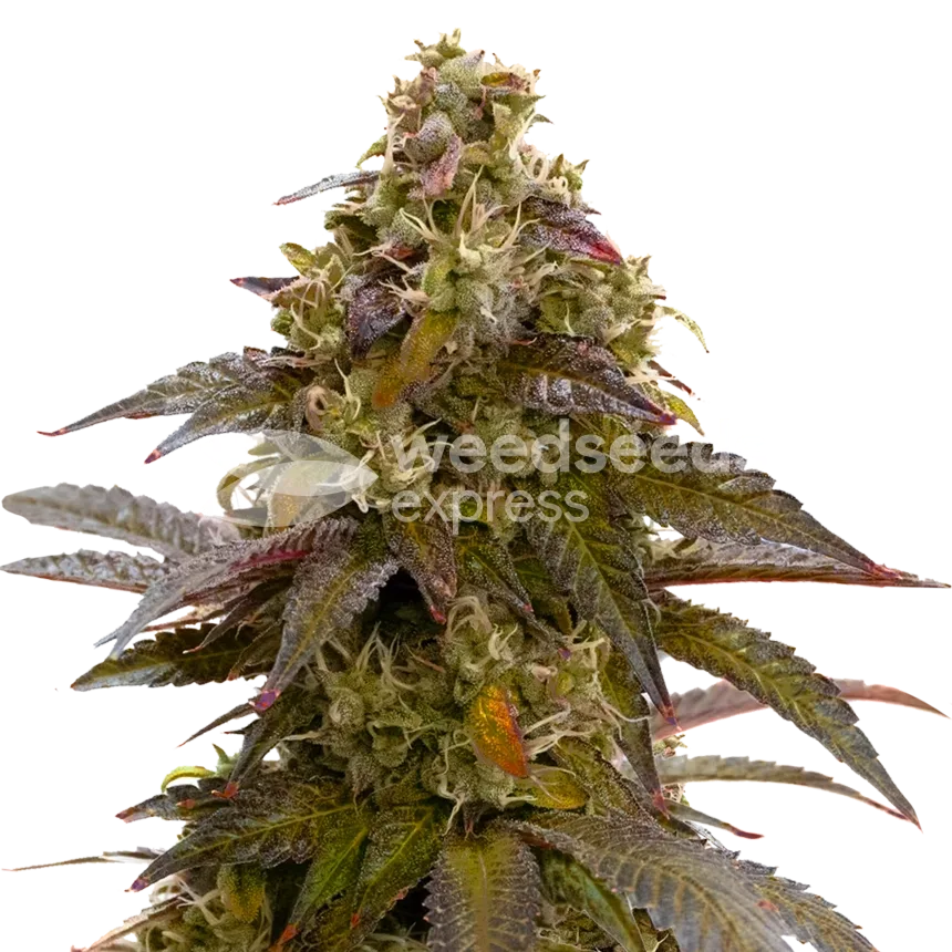 Plante de Mimosa