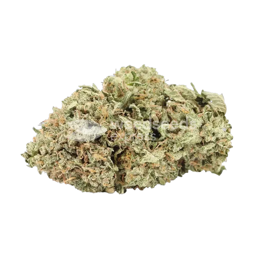 MK Ultra Bud