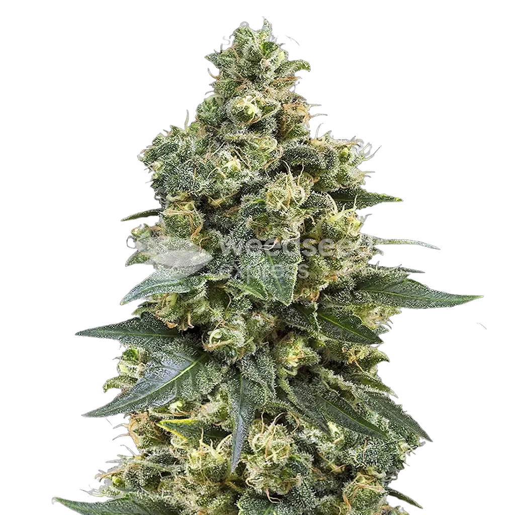 MK Ultra Plante