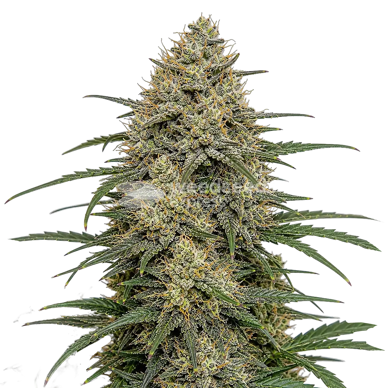 Moby Dicky Plante