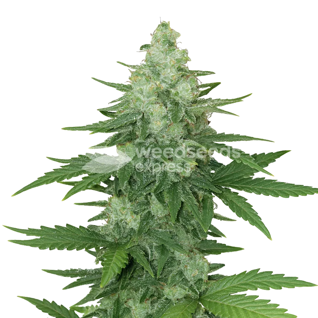 Plante de Moonshine Cookies Auto