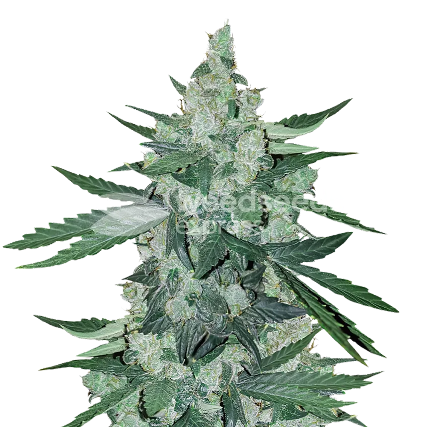 Moonshine Cookies Plant