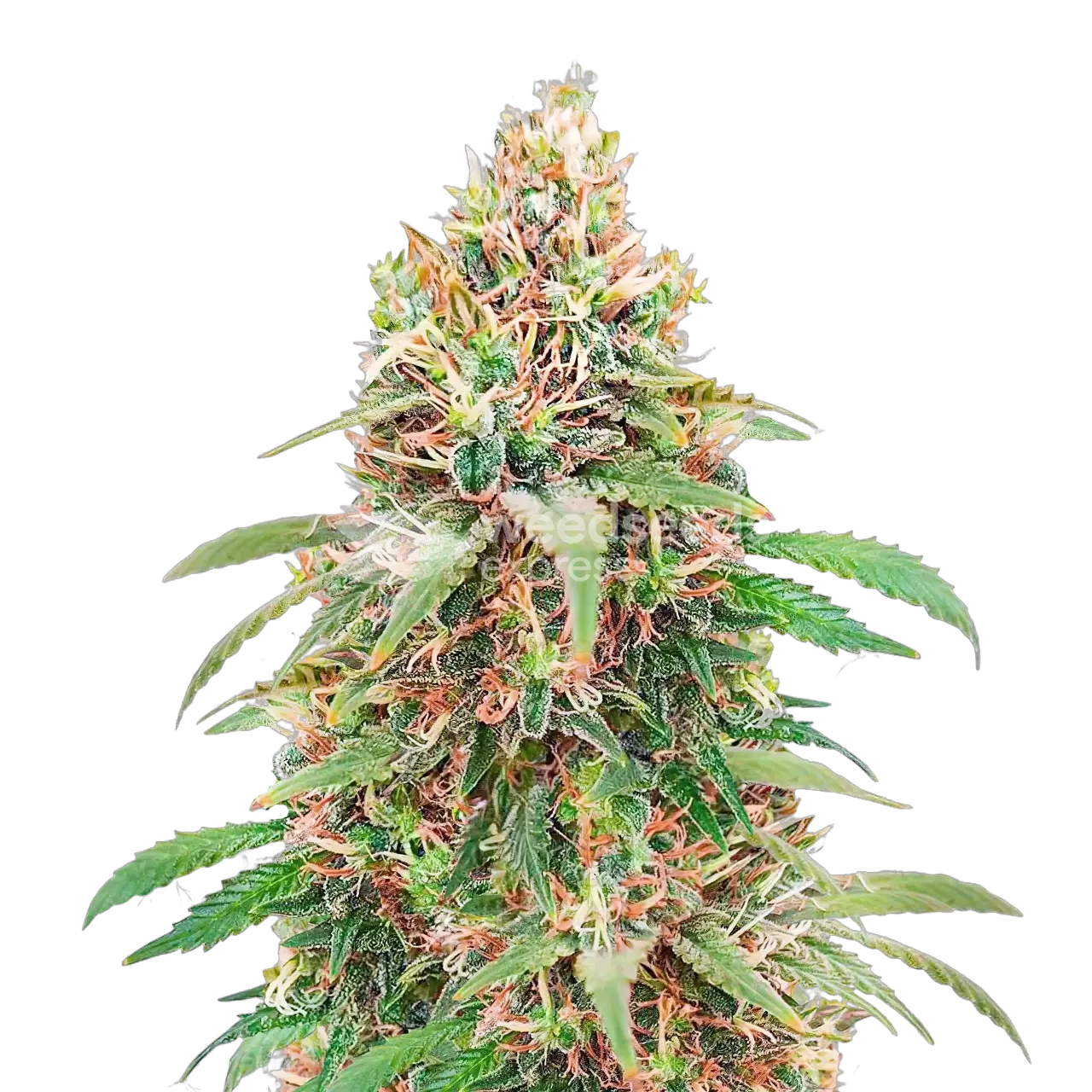Motor Breath Plante