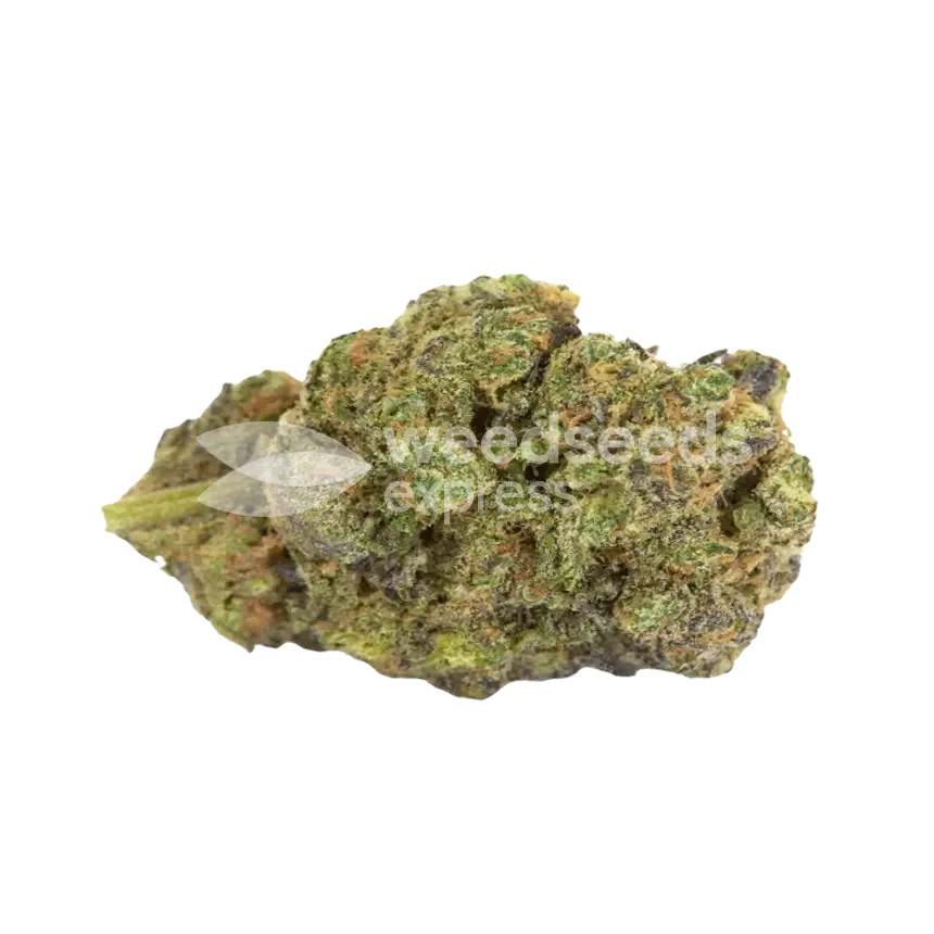 Nevilles Haze Bud