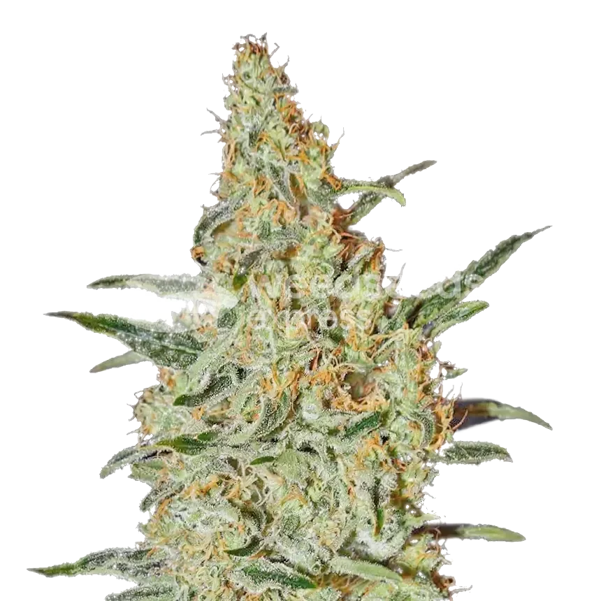 Nevilles Haze Plant