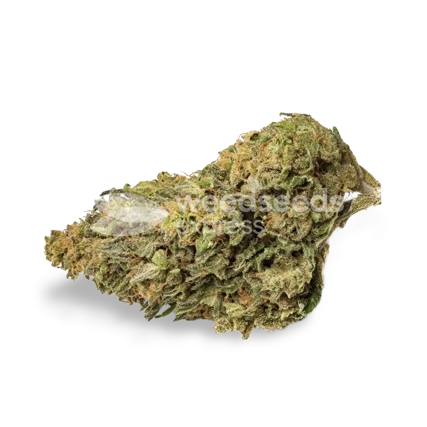 NYC Diesel bud
