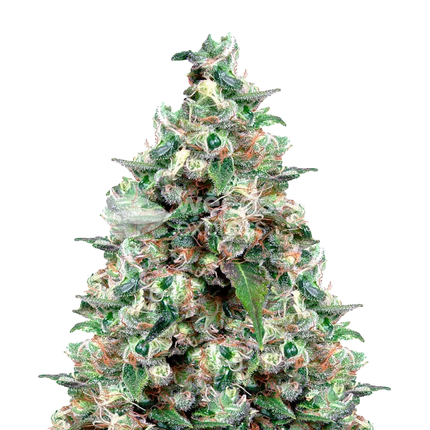 NYC Diesel plant