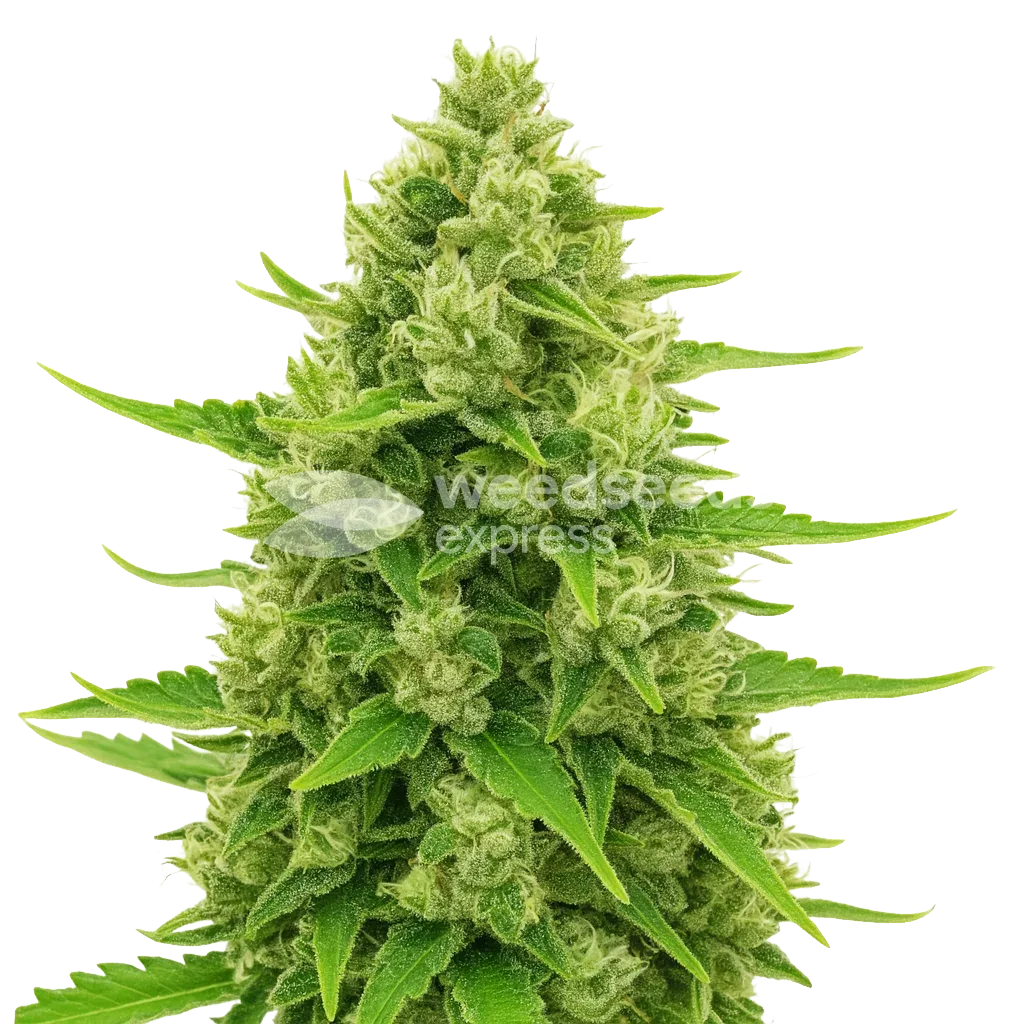 Plante de Northern Lights Auto