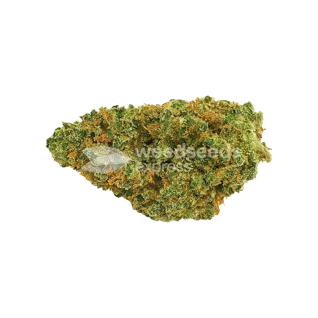 Bud de Northern Lights X Big Bud Auto