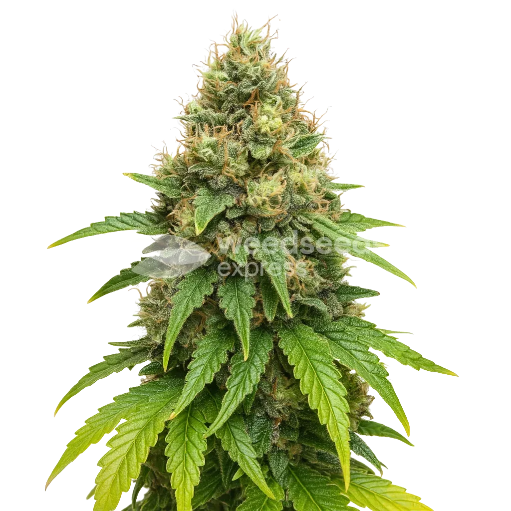 Plante de Northern Lights X Big Bud Auto