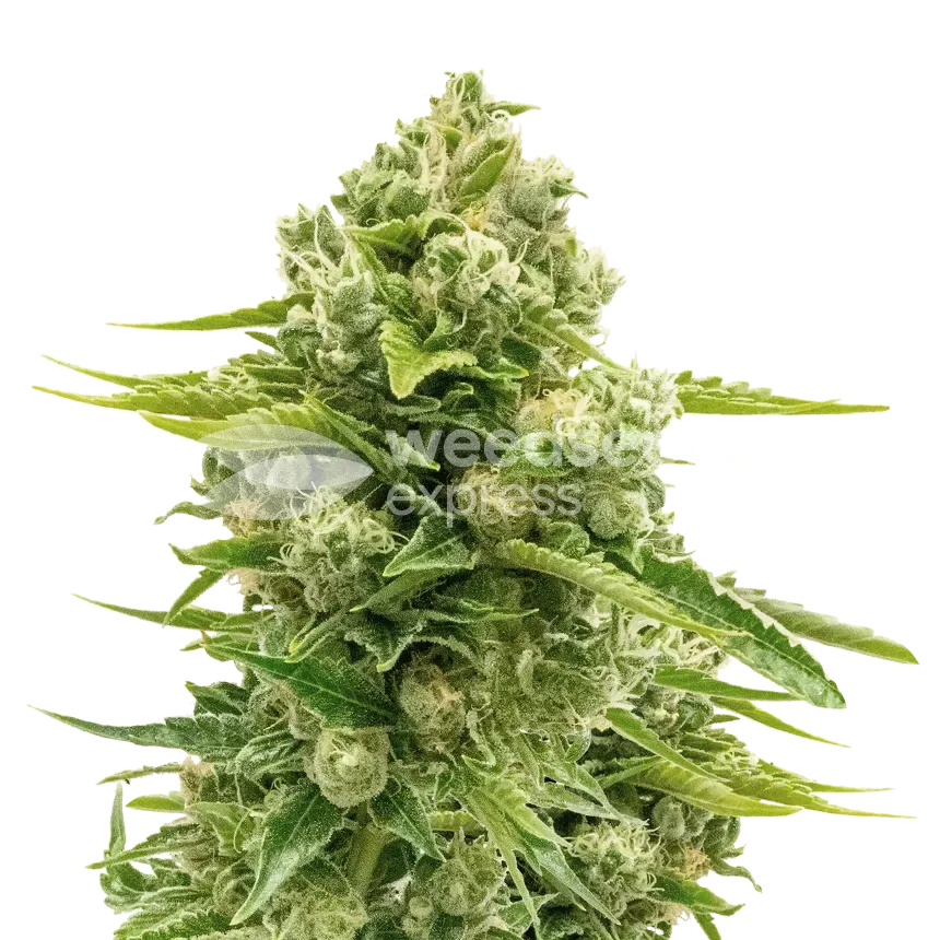 Northern Lights plant