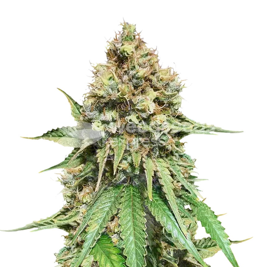 Northern Lights x Big Bud Plante