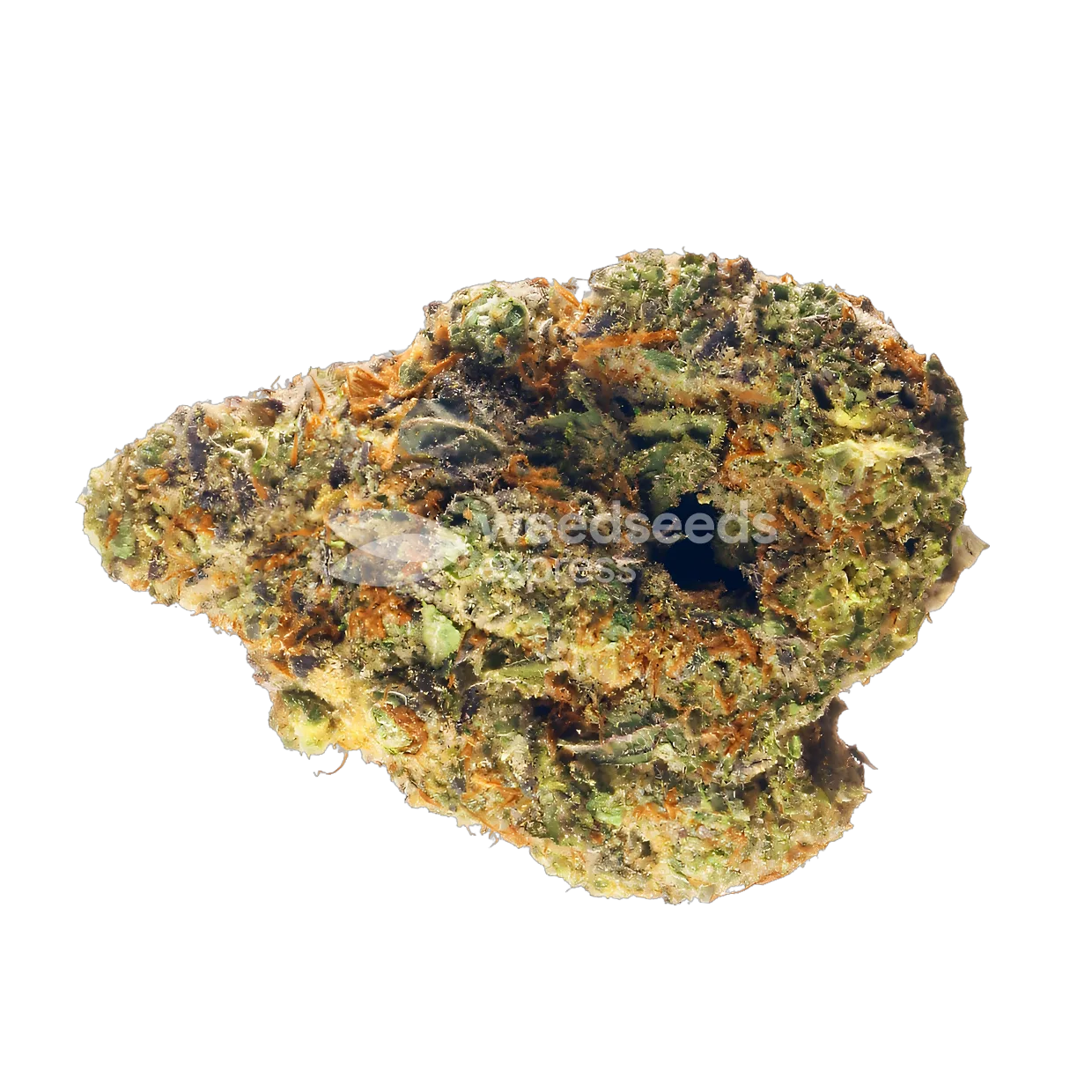 Nova OG Bud