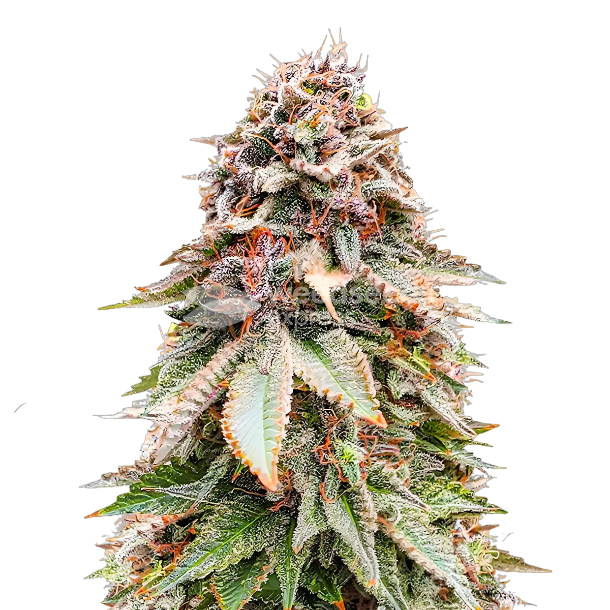 Nova OG plante