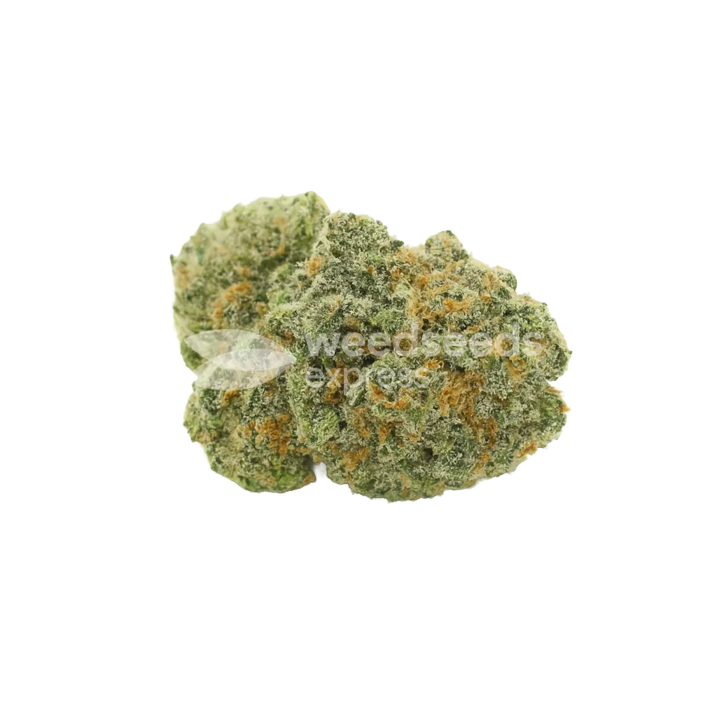Bud de OG Kush Auto