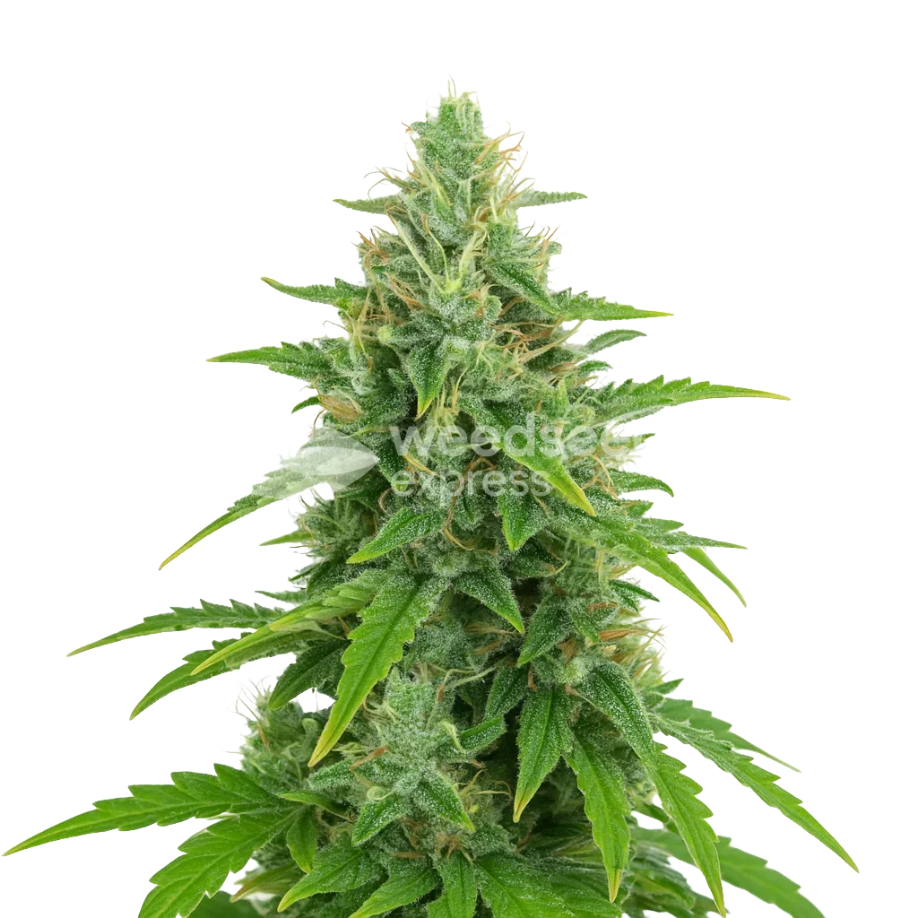 Plante de OG Kush Auto