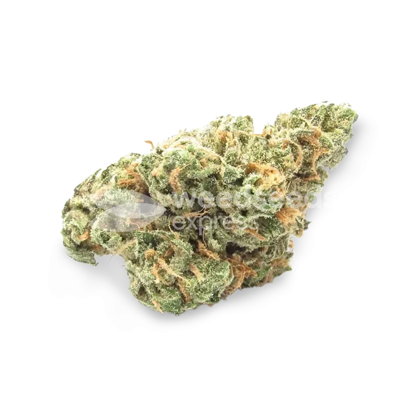 OG Kush CBD bud