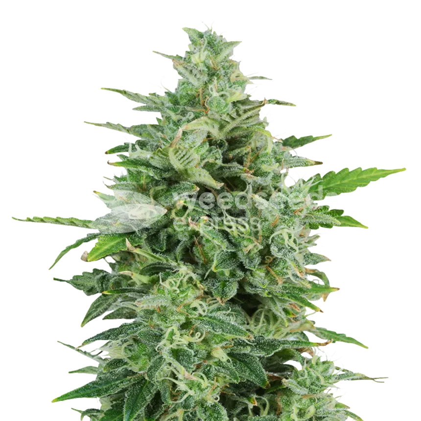 OG Kush plant