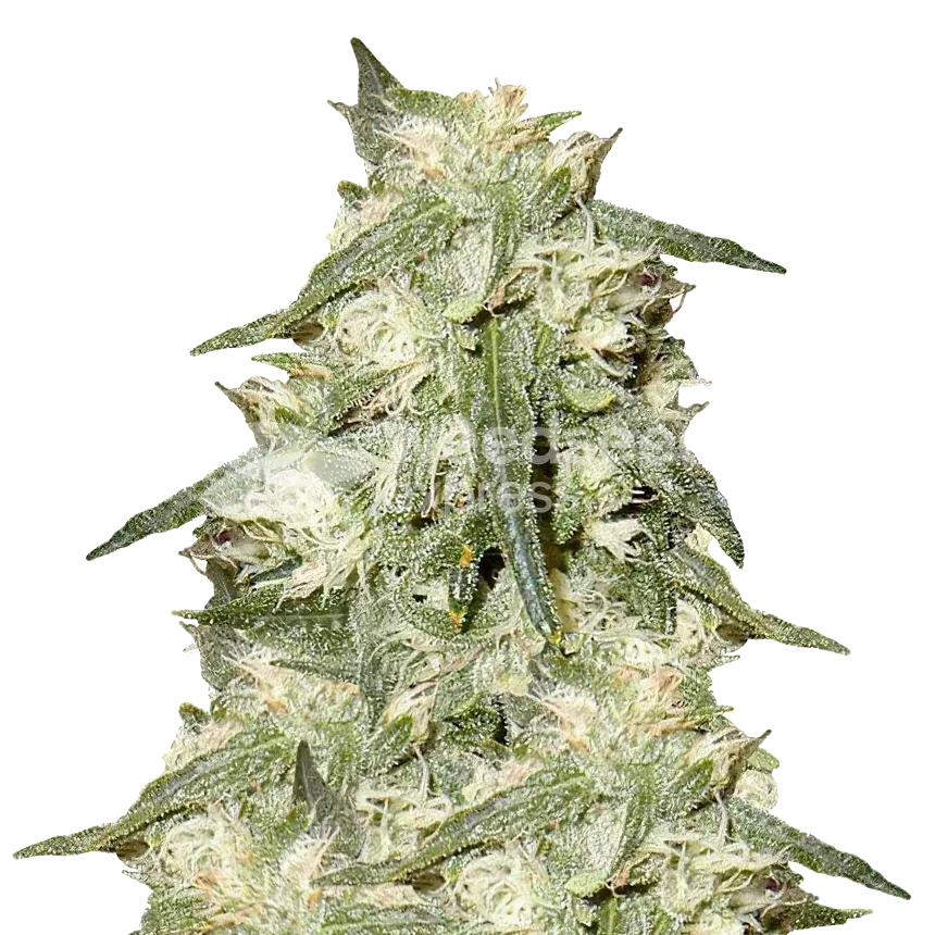Oreoz Plant