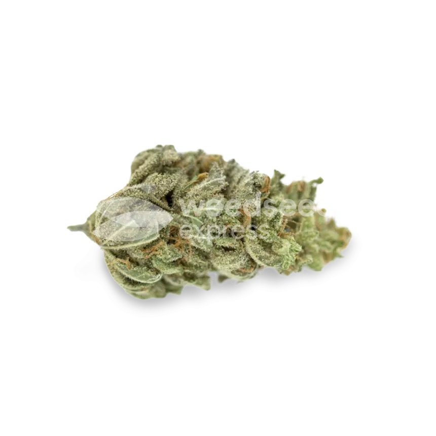 Original Glue bud