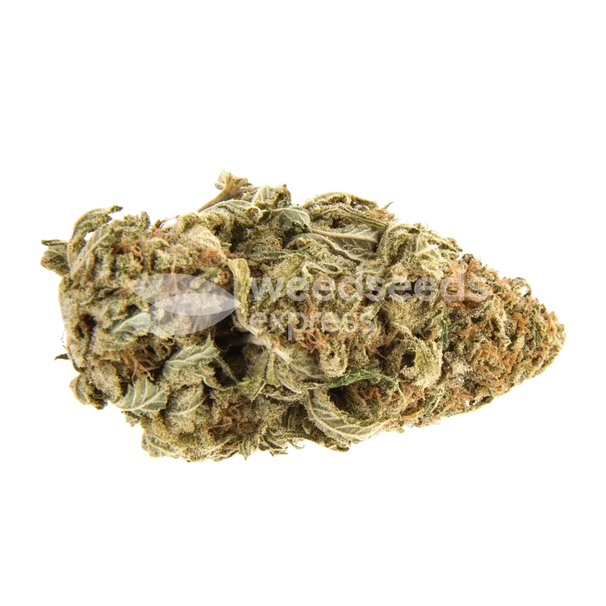 Outback OG Bud