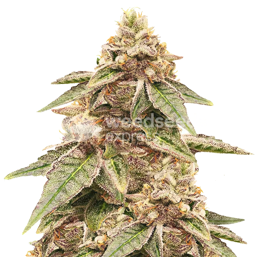 Outback OG Plant