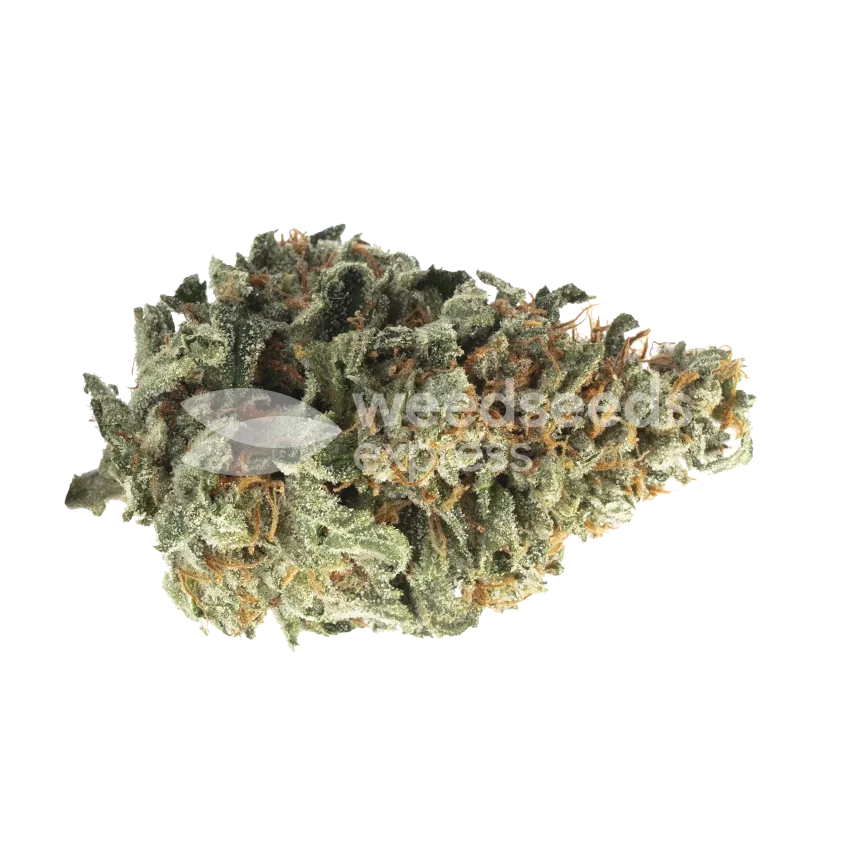 Panama Red Bud