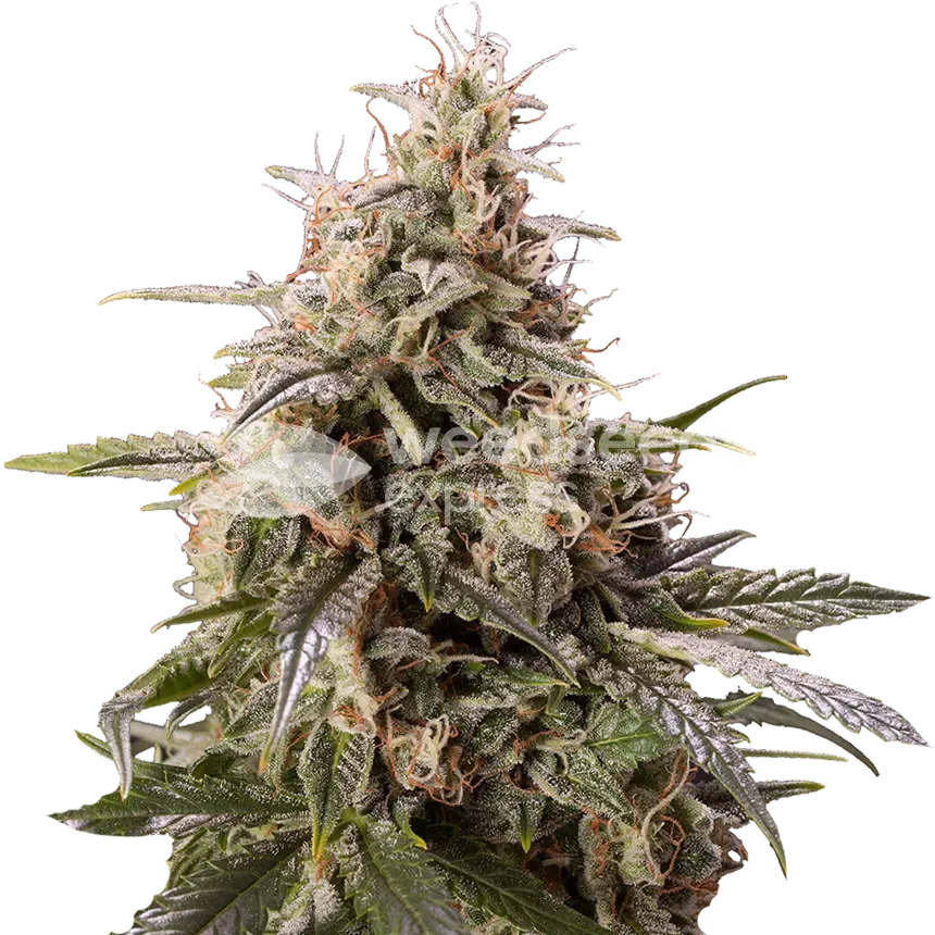 Peanut Butter Breath Plant