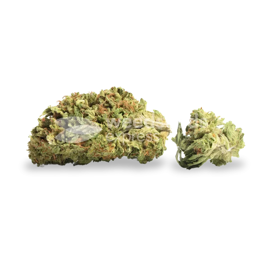 Pennywise bud