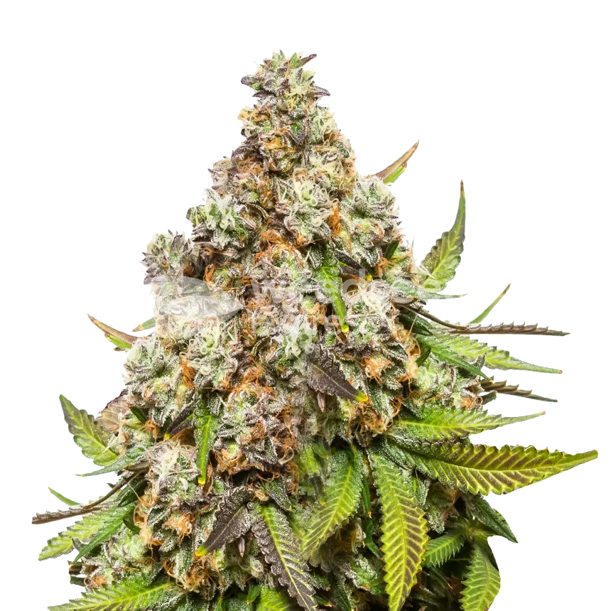 Pennywise plant