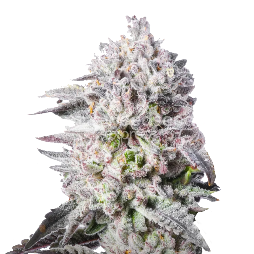 Permanent Marker Feminised Cannabis Seeds - 34% THC Bud Structure