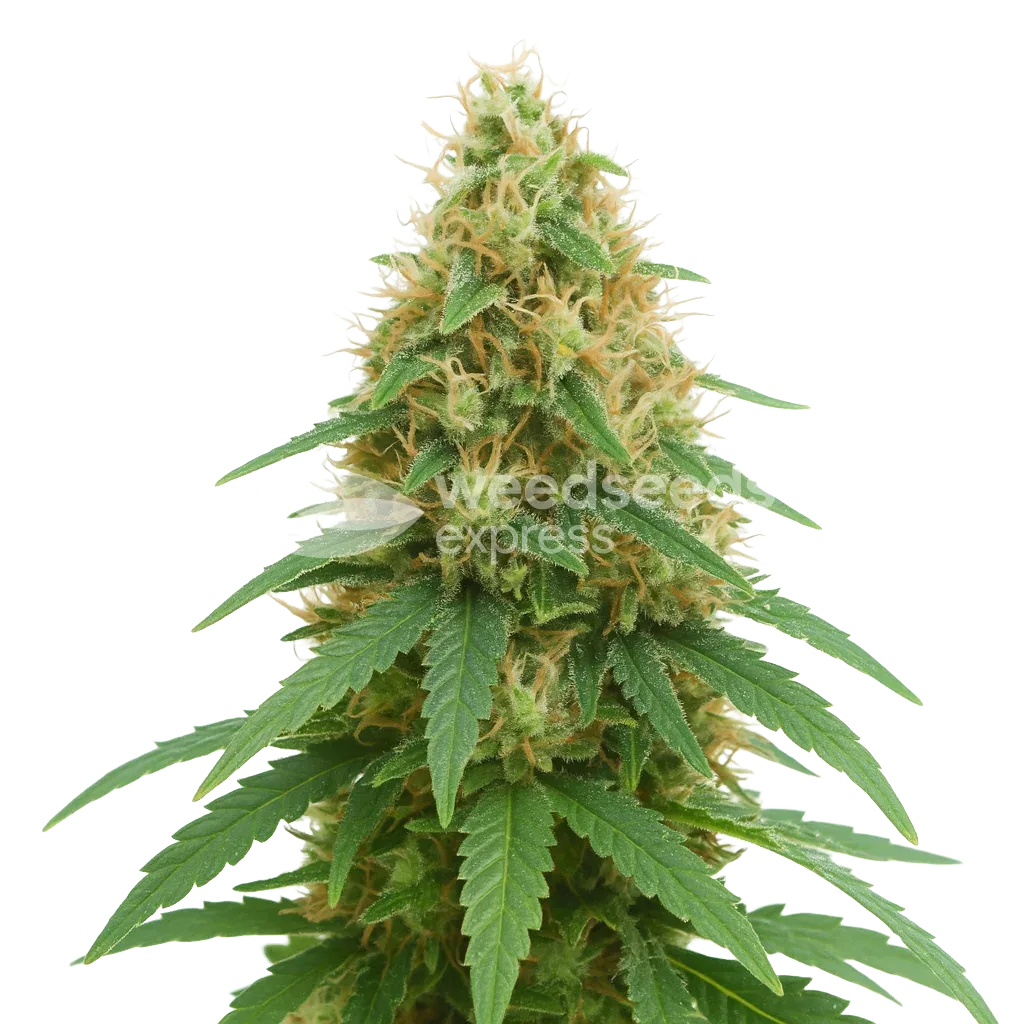 Plante de Pineapple Express Auto