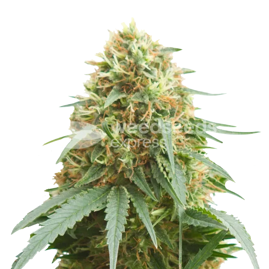 Pineapple Express plant