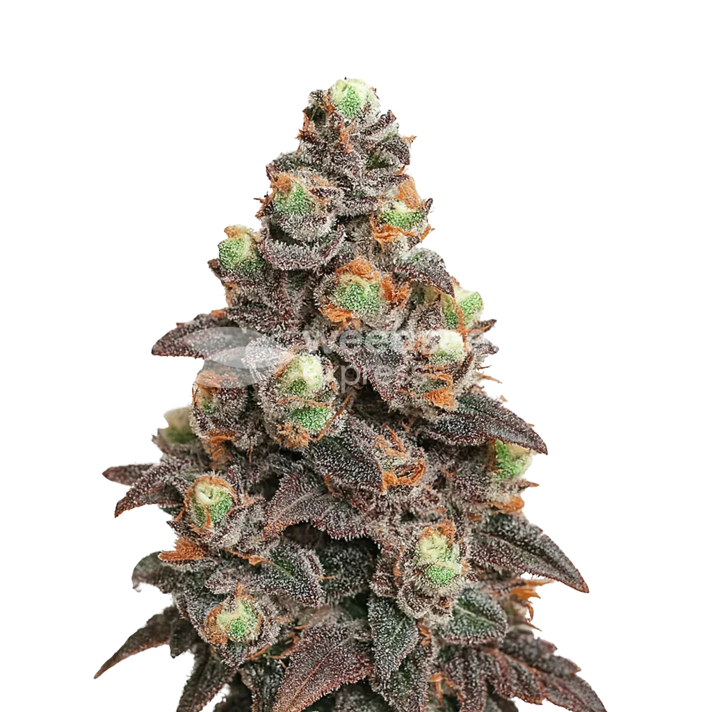 Plante de Pink Rozay Auto