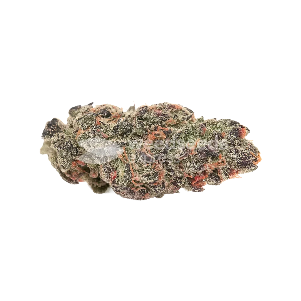 Bud de Pink Runtz Auto