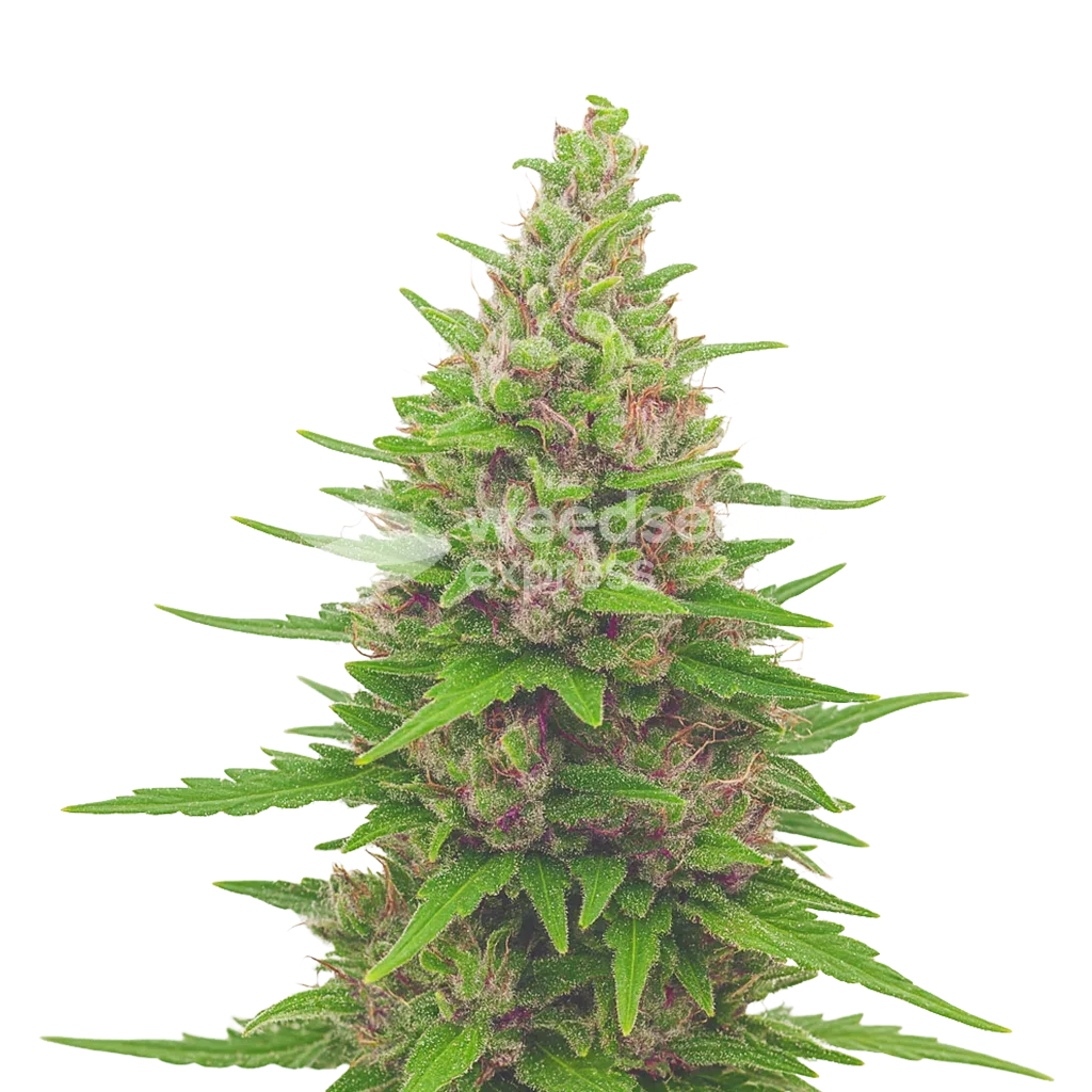 Plante de Pink Runtz Auto