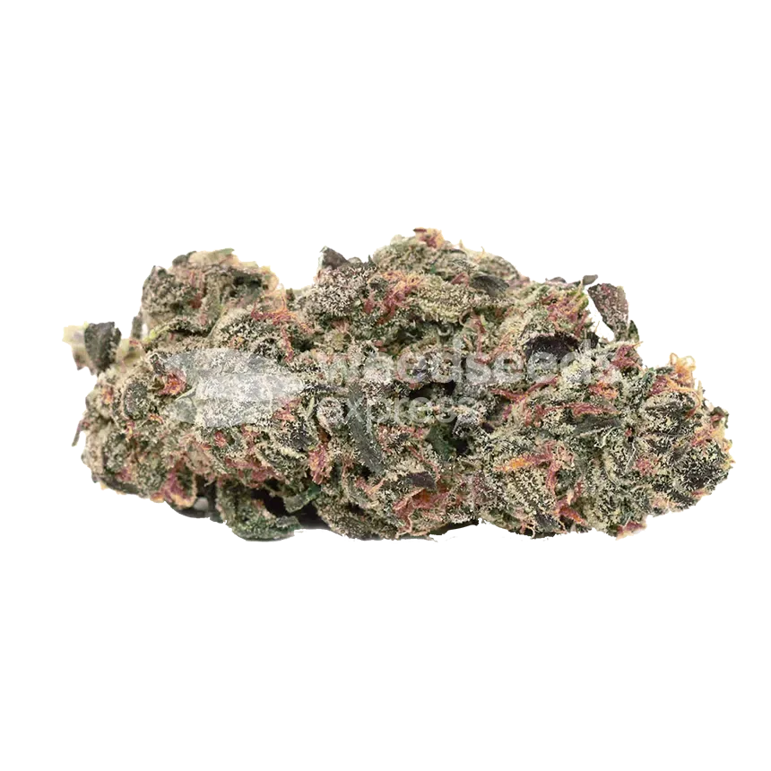 Pink Runtz Bud