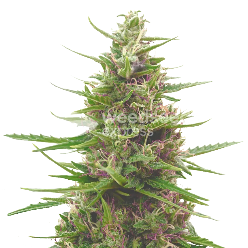 Pink Runtz Plant