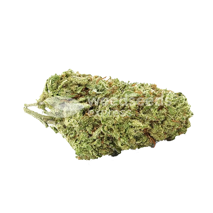 Pixie Dust Bud