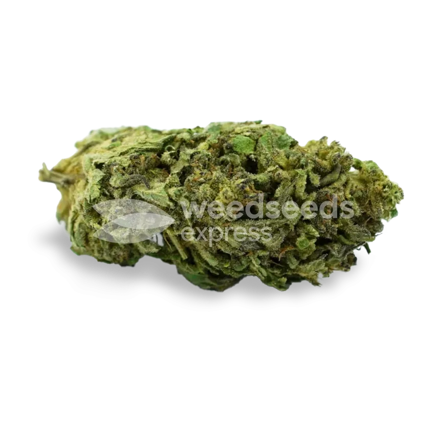Platinum Cookies bud