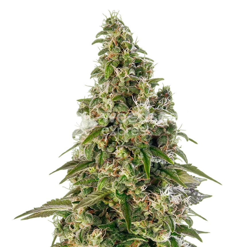 Platinum Cookies plant