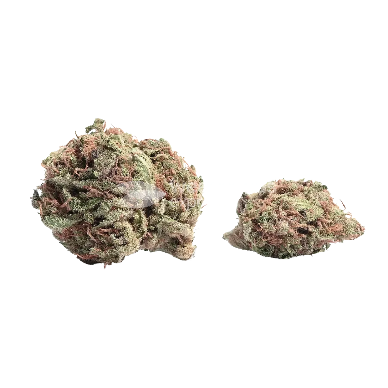 Plushberry Autoflower Bud