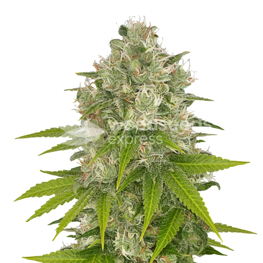 Power Kush plant