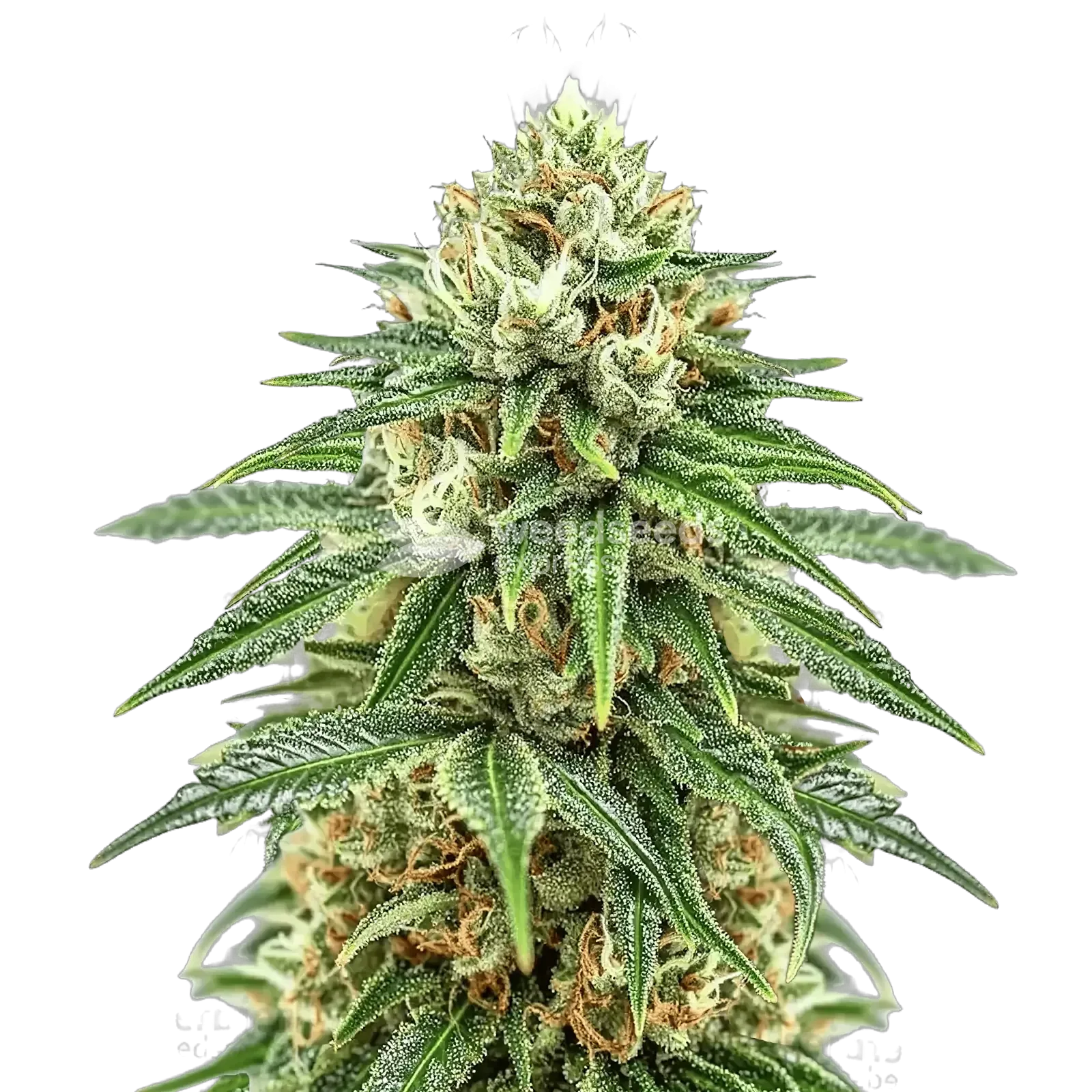 Plante de cannabis Puff Pastry