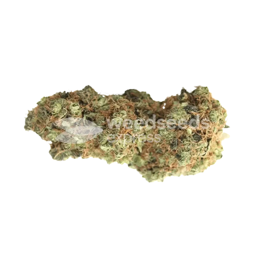 Pure Indica Bud