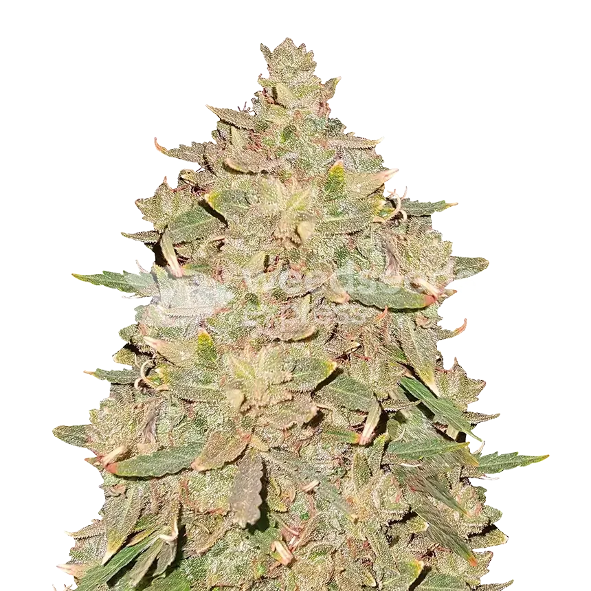 Pure Indica Plant