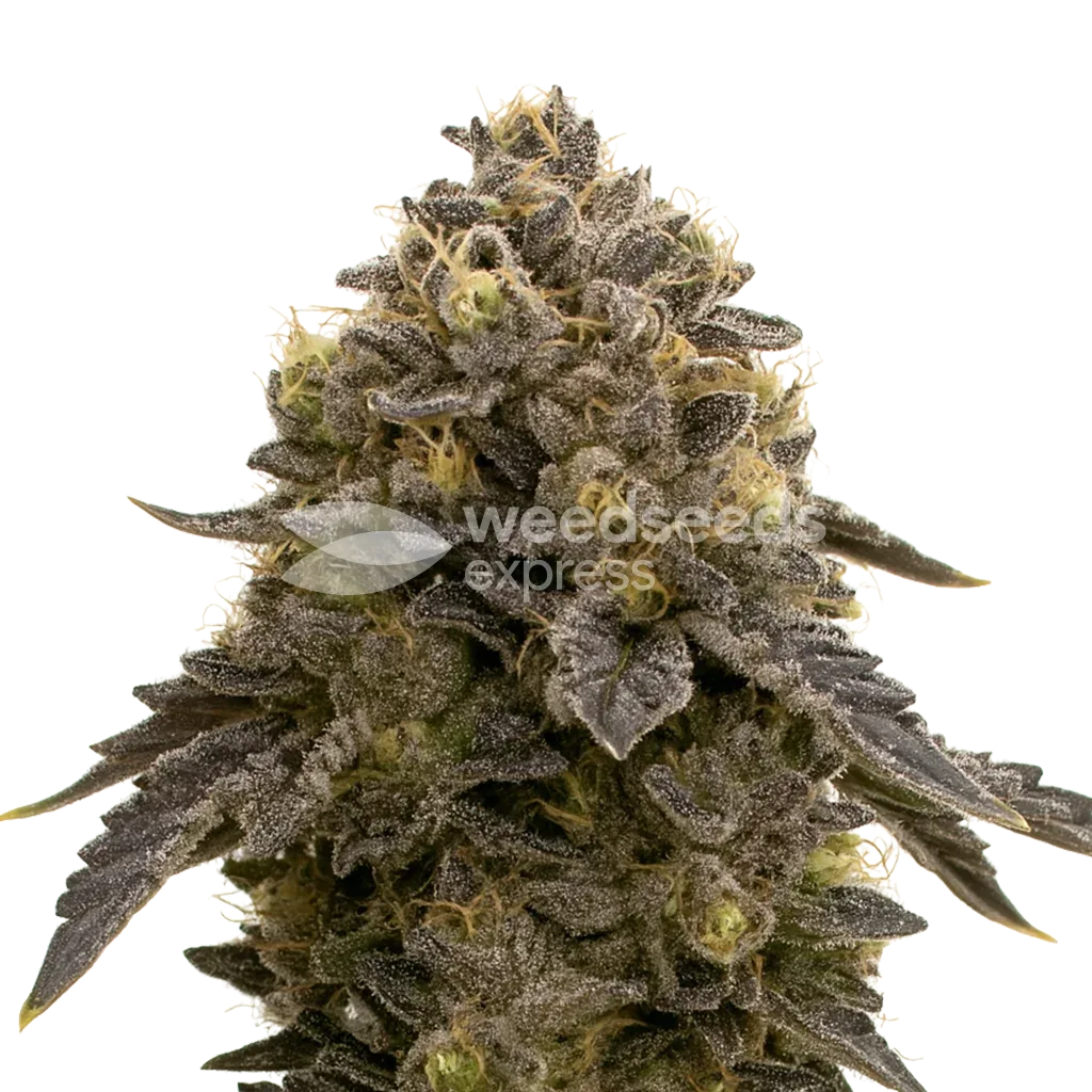 Plante de Purple Gelato Auto