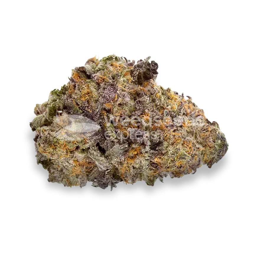 Purple Gelato Bud